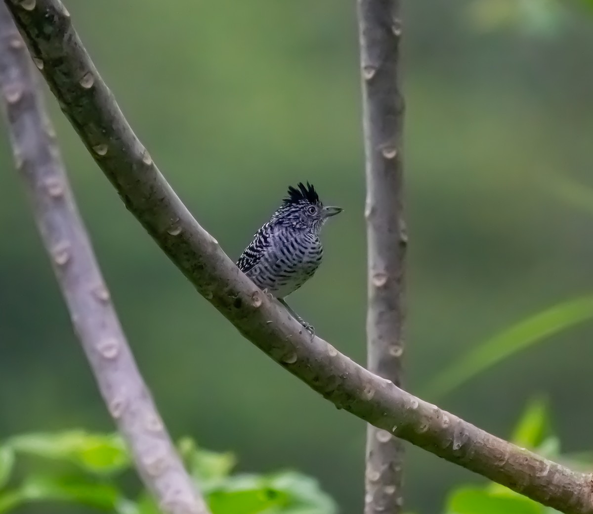 Bindenameisenwürger - ML646114287