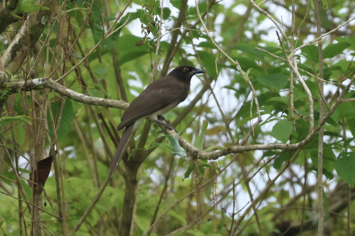 Brown Jay - ML646114288