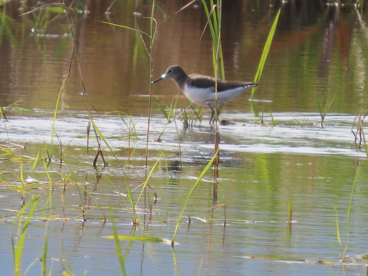Green Sandpiper - ML646114290