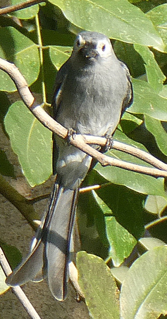 Ashy Drongo (White-cheeked) - ML646114291