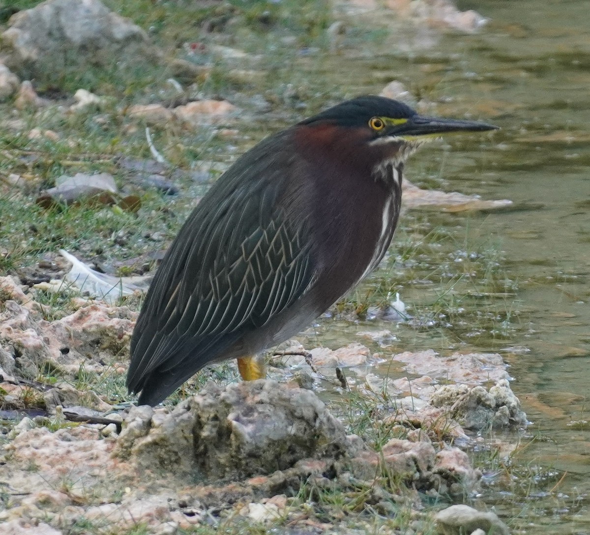 volavka zelenavá - ML646114296