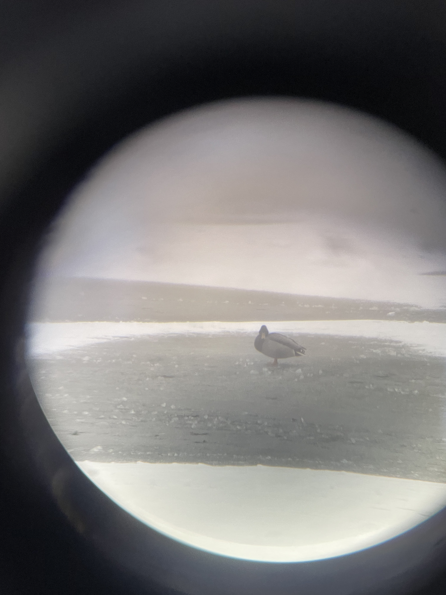 Mallard - ML646114297