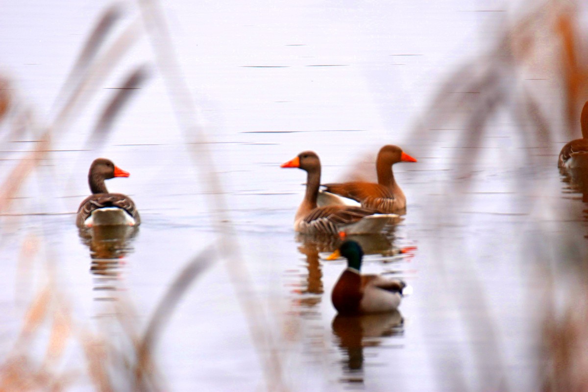 Гуска сіра - ML646114302