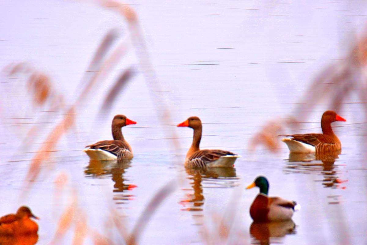 Гуска сіра - ML646114303