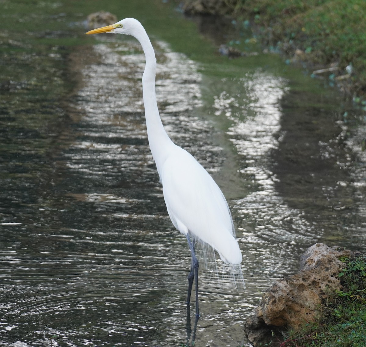 volavka bílá - ML646114304