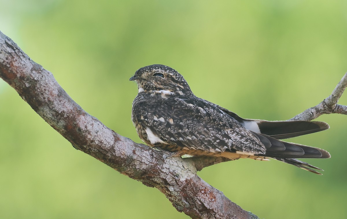 Lesser Nighthawk - ML646114305