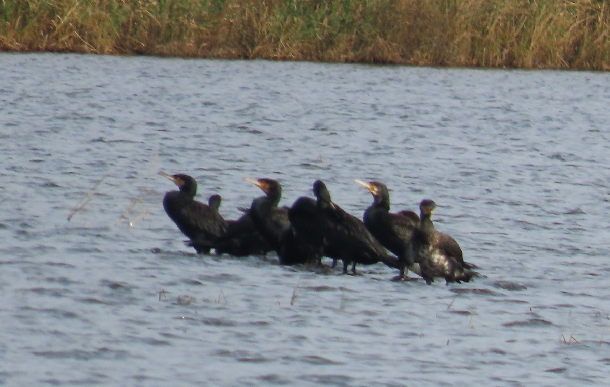 Great Cormorant - ML646114306