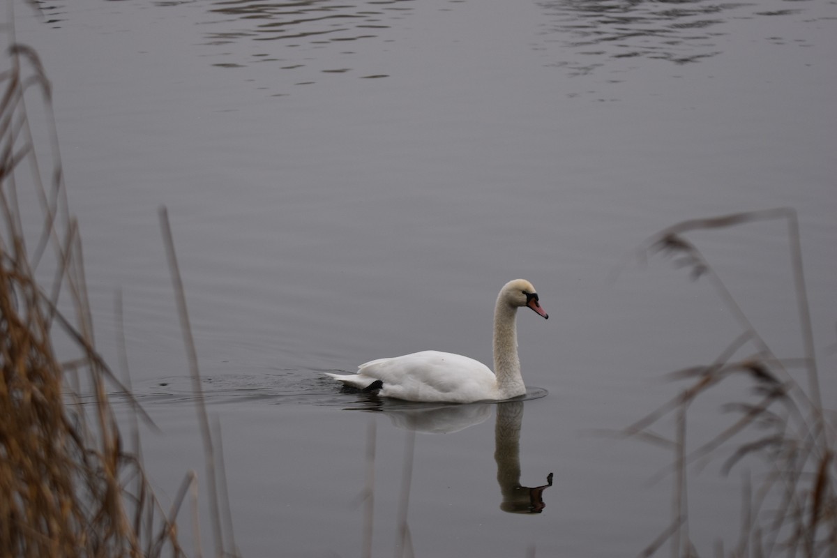 Mute Swan - ML646114310