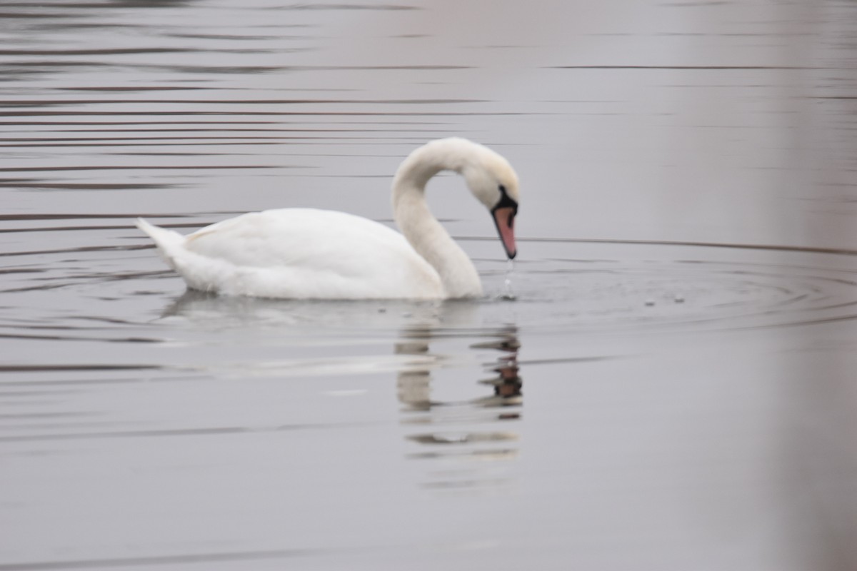 Mute Swan - ML646114311