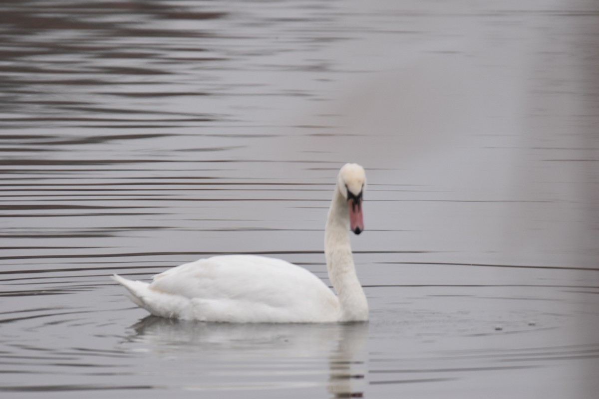 Mute Swan - ML646114312
