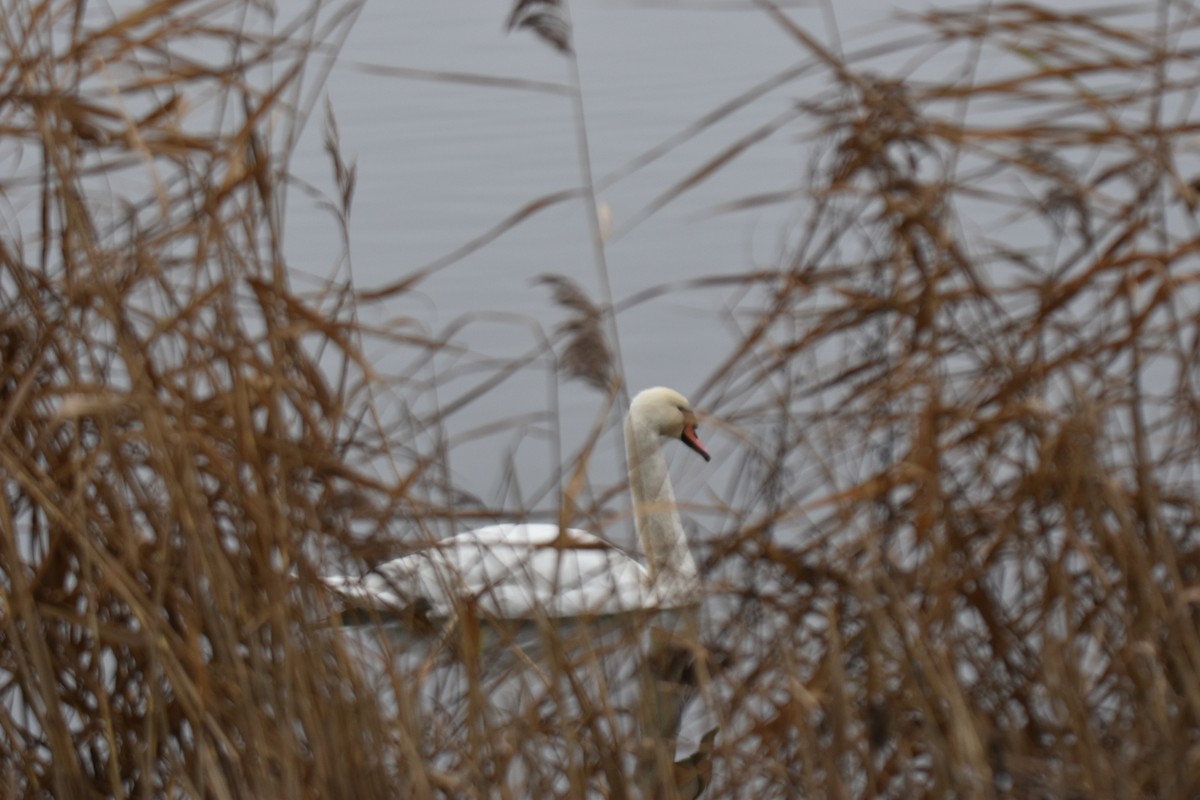Mute Swan - ML646114313