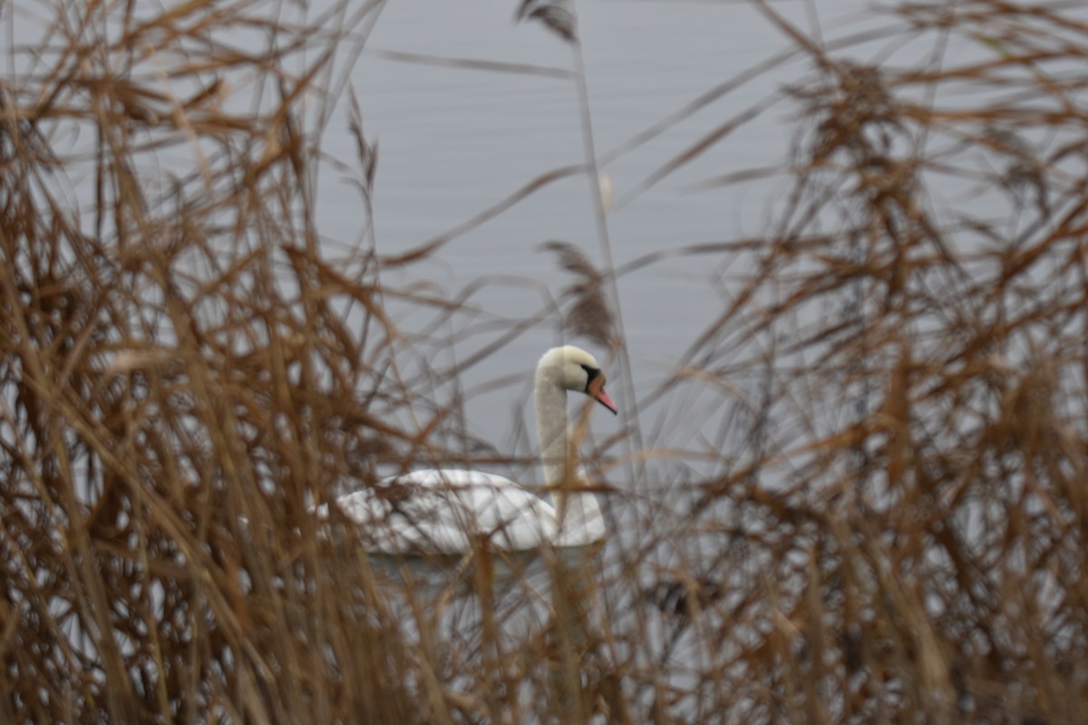 Mute Swan - ML646114314