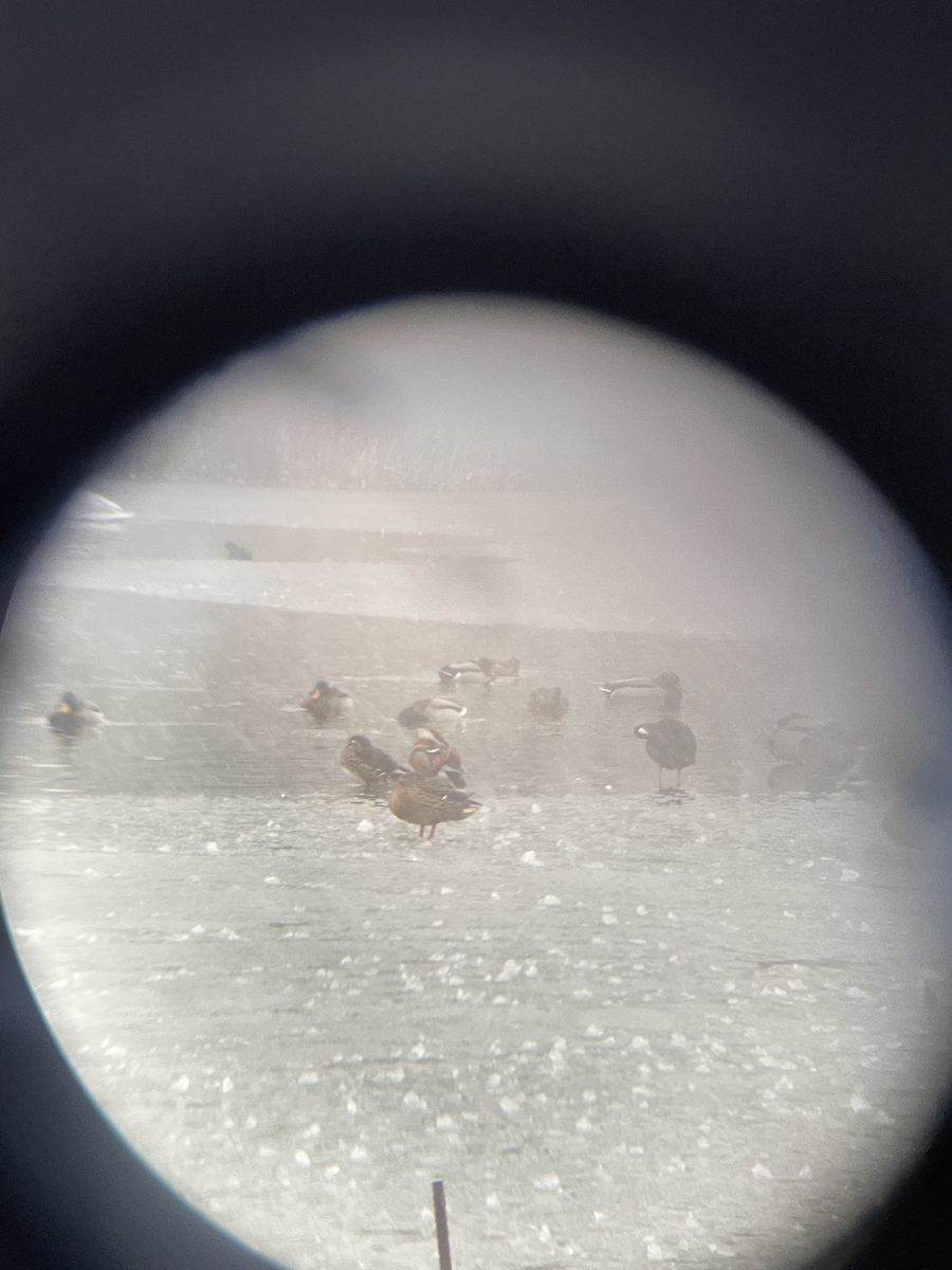 Mallard - ML646114315