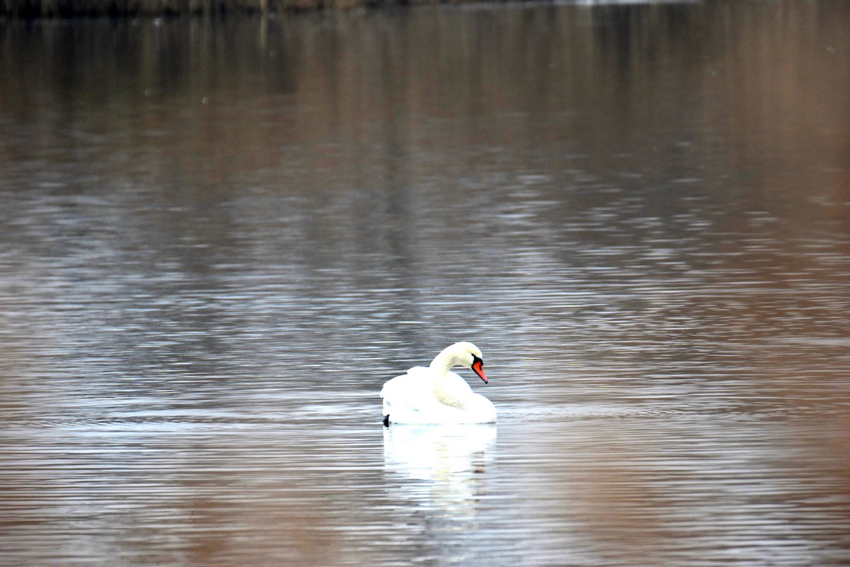 Mute Swan - ML646114316
