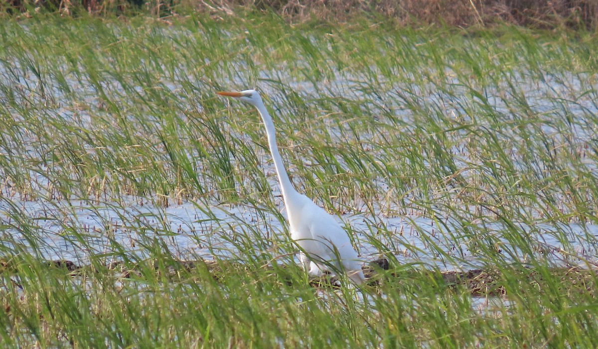 Great Egret - ML646114317