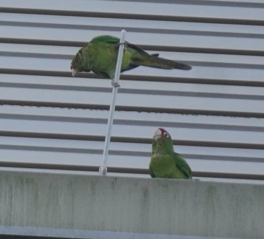 aratinga škraboškový - ML646114323