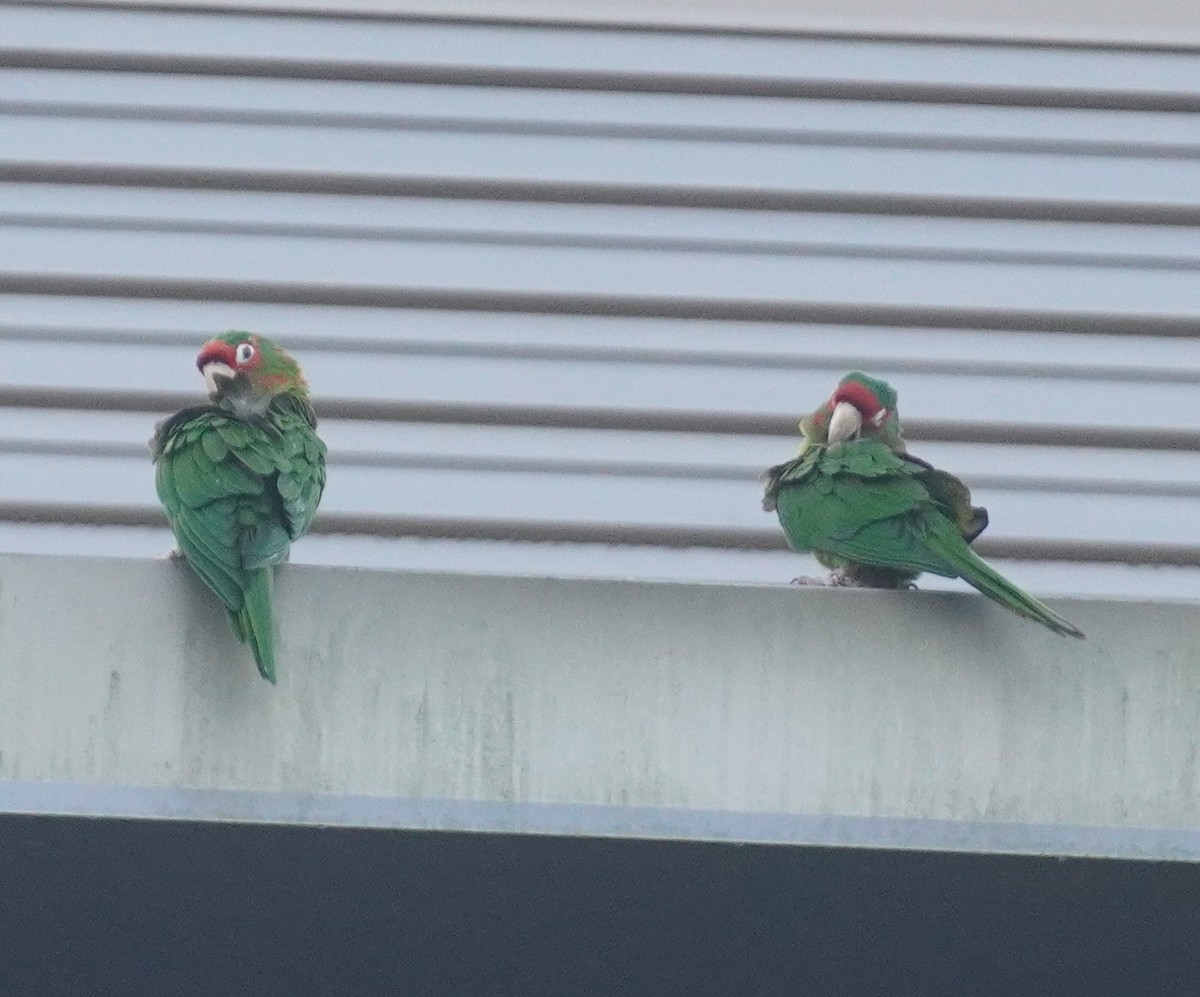 aratinga škraboškový - ML646114324