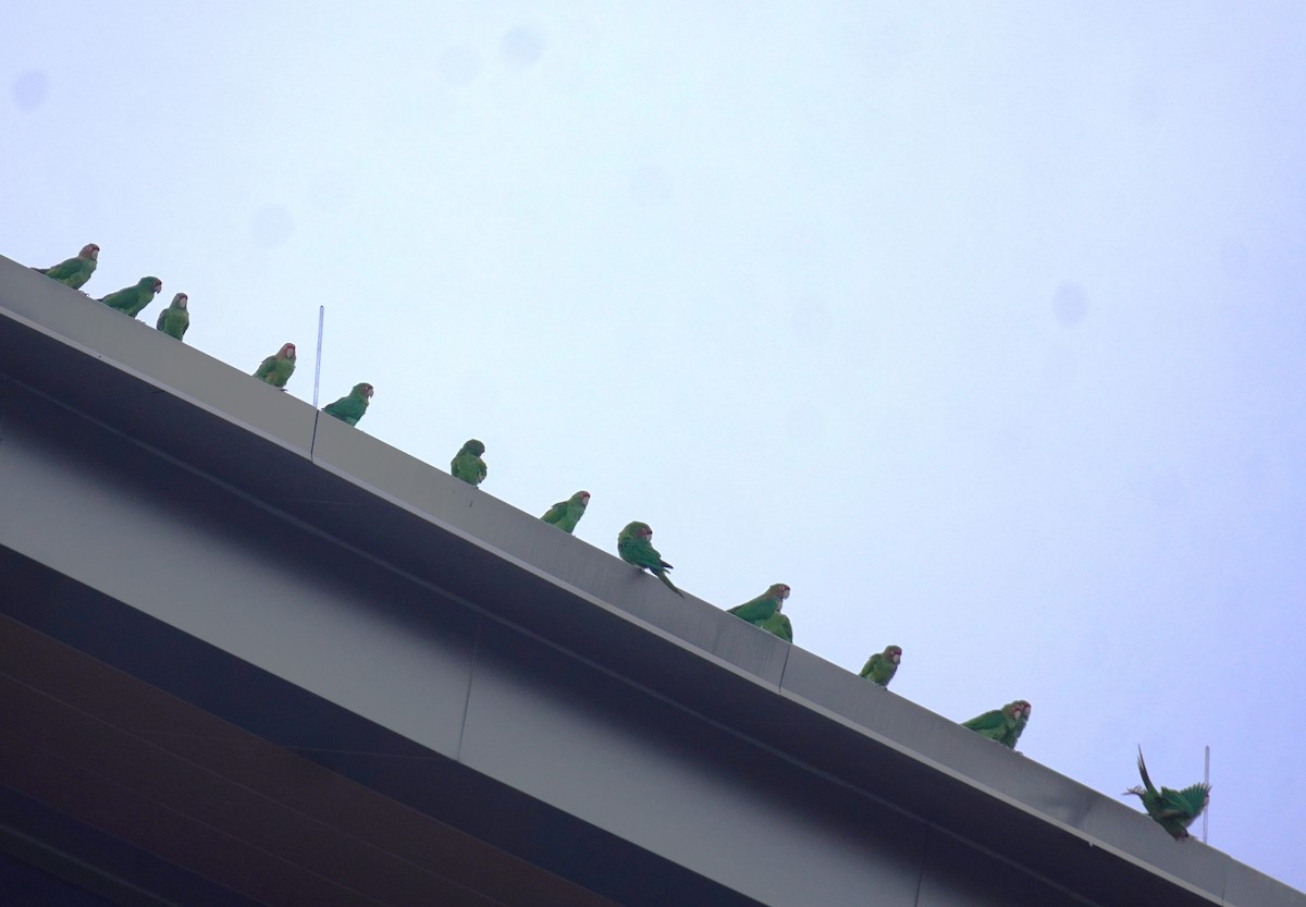 aratinga škraboškový - ML646114326