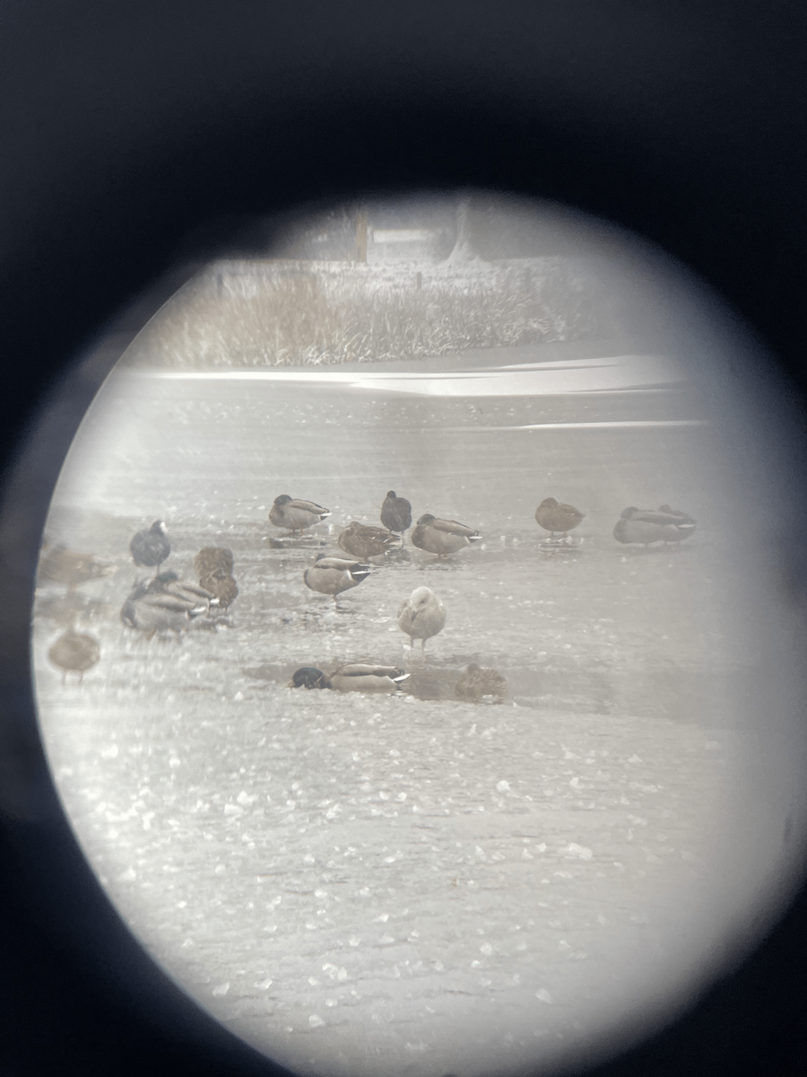 Mallard - ML646114327