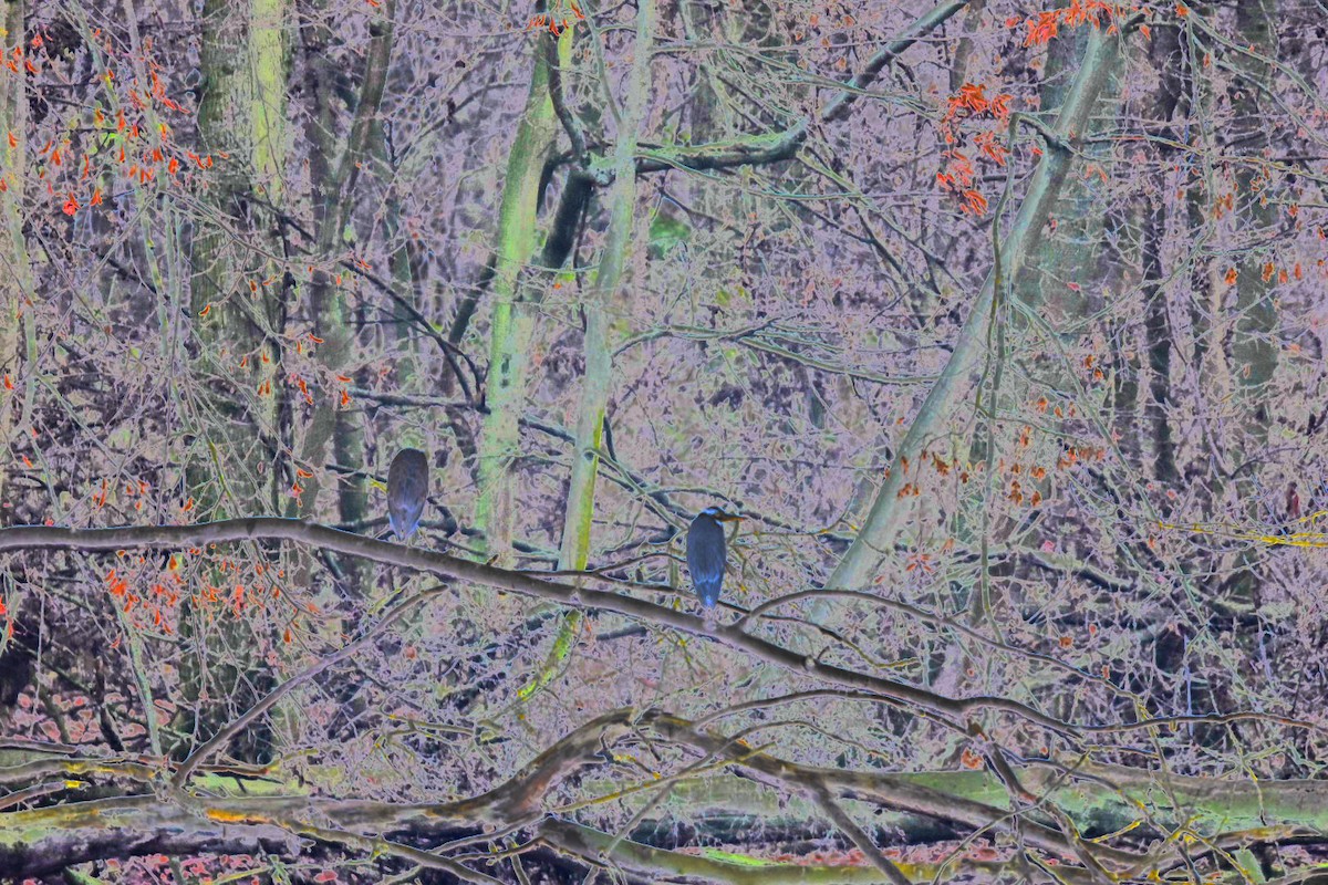 Gray Heron - ML646114335