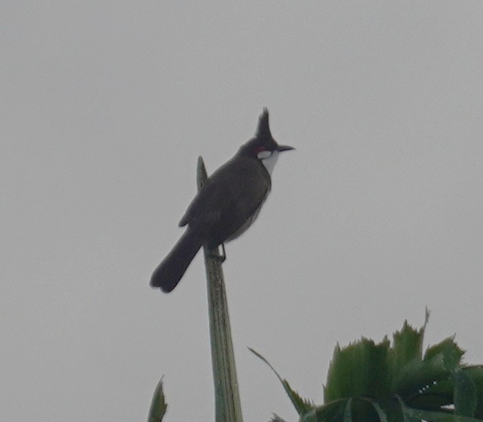 bulbul červenouchý - ML646114340