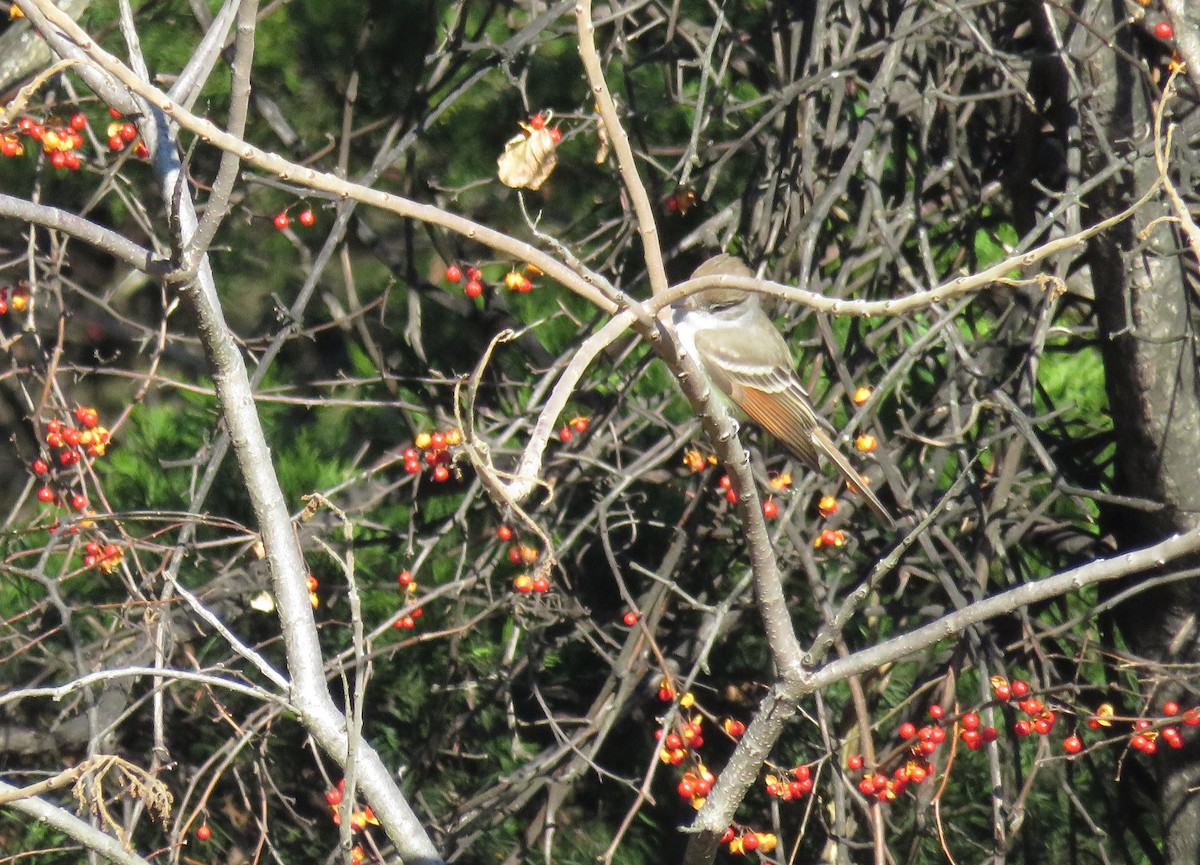 Ash-throated Flycatcher - ML646114346