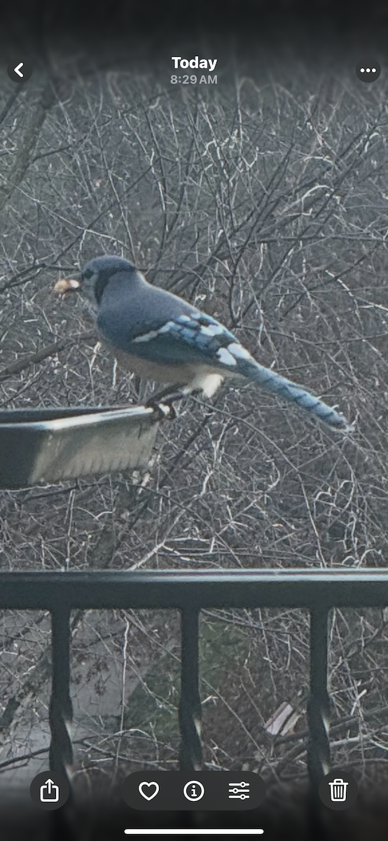 Blue Jay - ML646114348