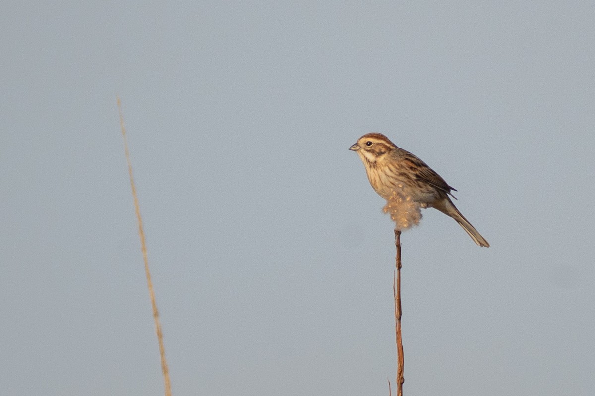 Reed Bunting - ML646114349