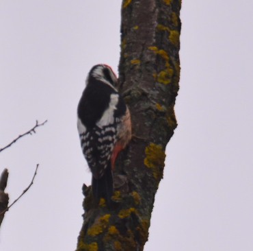 Middle Spotted Woodpecker - ML646114351