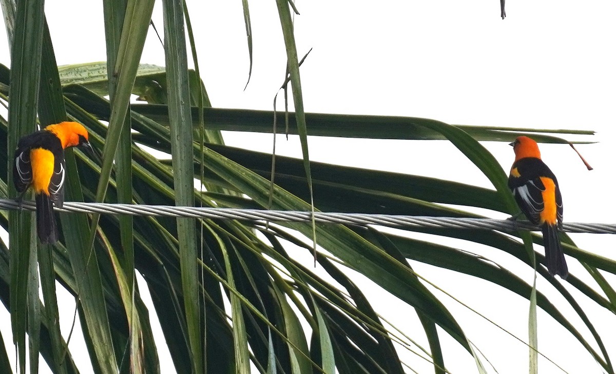 Spot-breasted Oriole - ML646114357