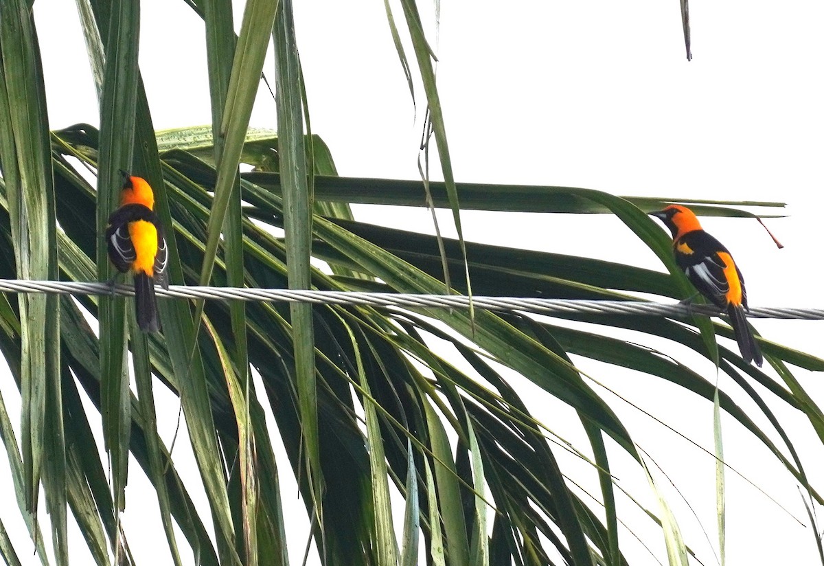 Spot-breasted Oriole - ML646114358