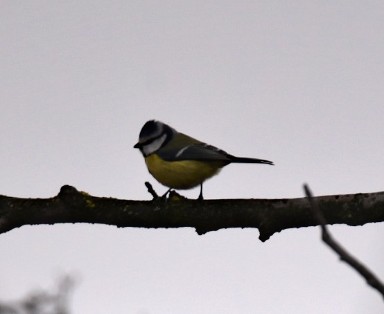 Great Tit - ML646114367