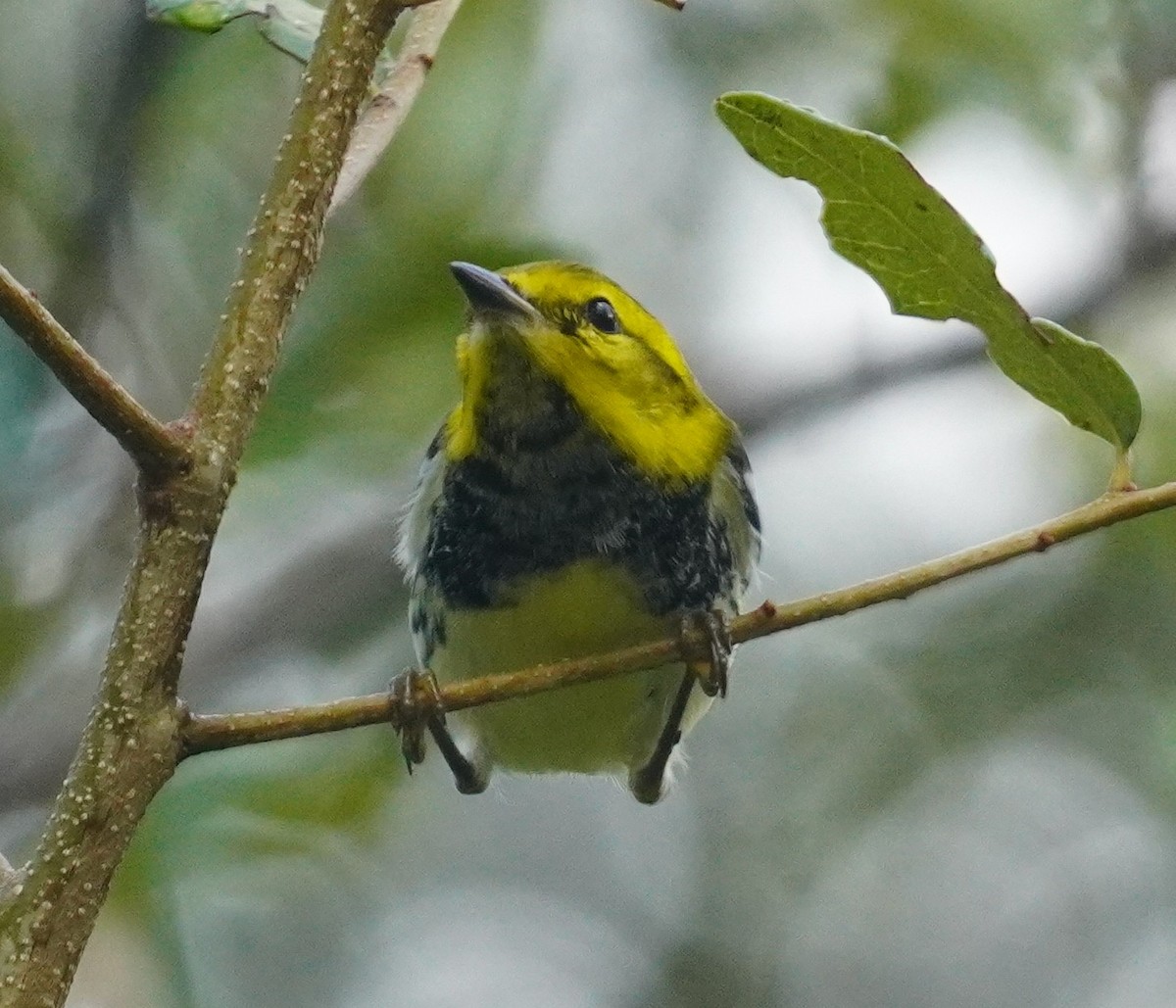 lesňáček proužkoboký - ML646114368