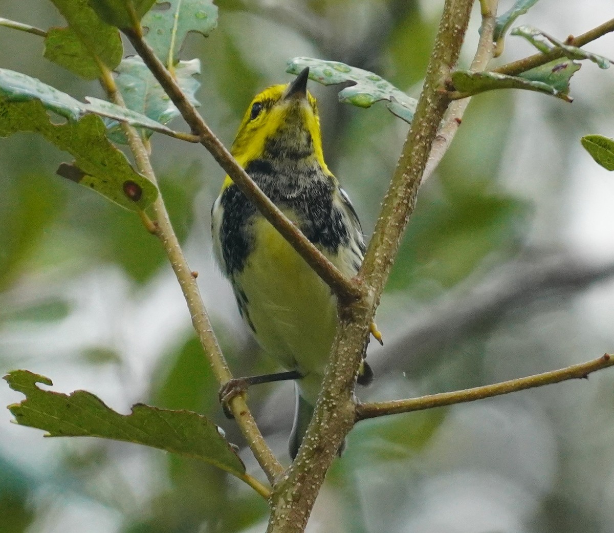 lesňáček proužkoboký - ML646114369