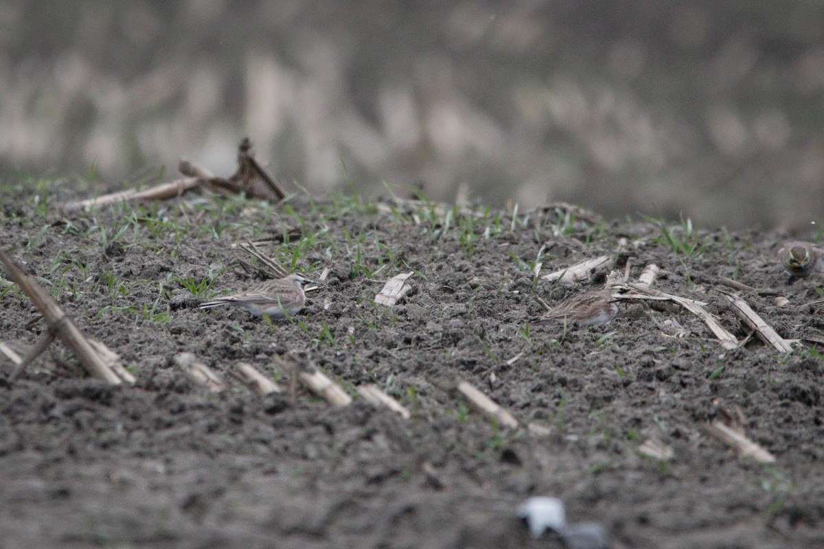 Horned Lark - ML646114370