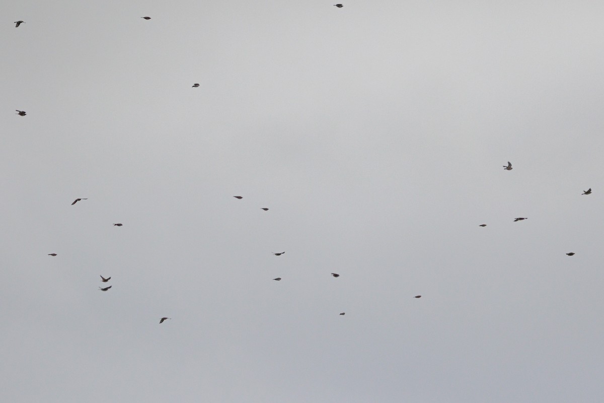 Horned Lark - ML646114371