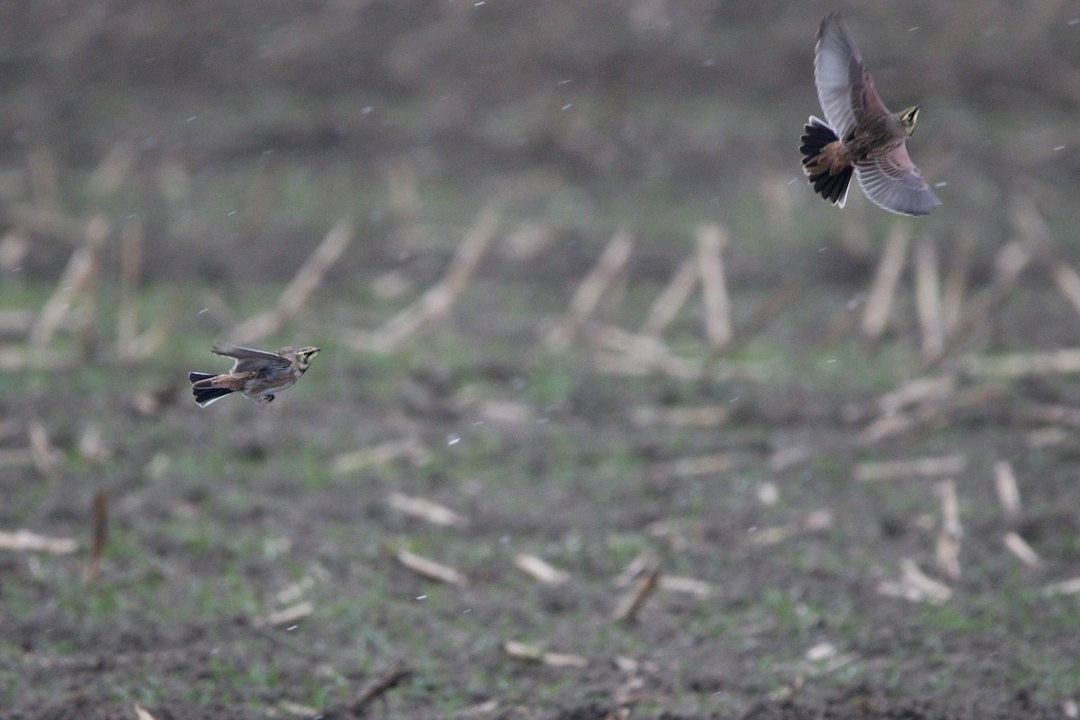 Horned Lark - ML646114372