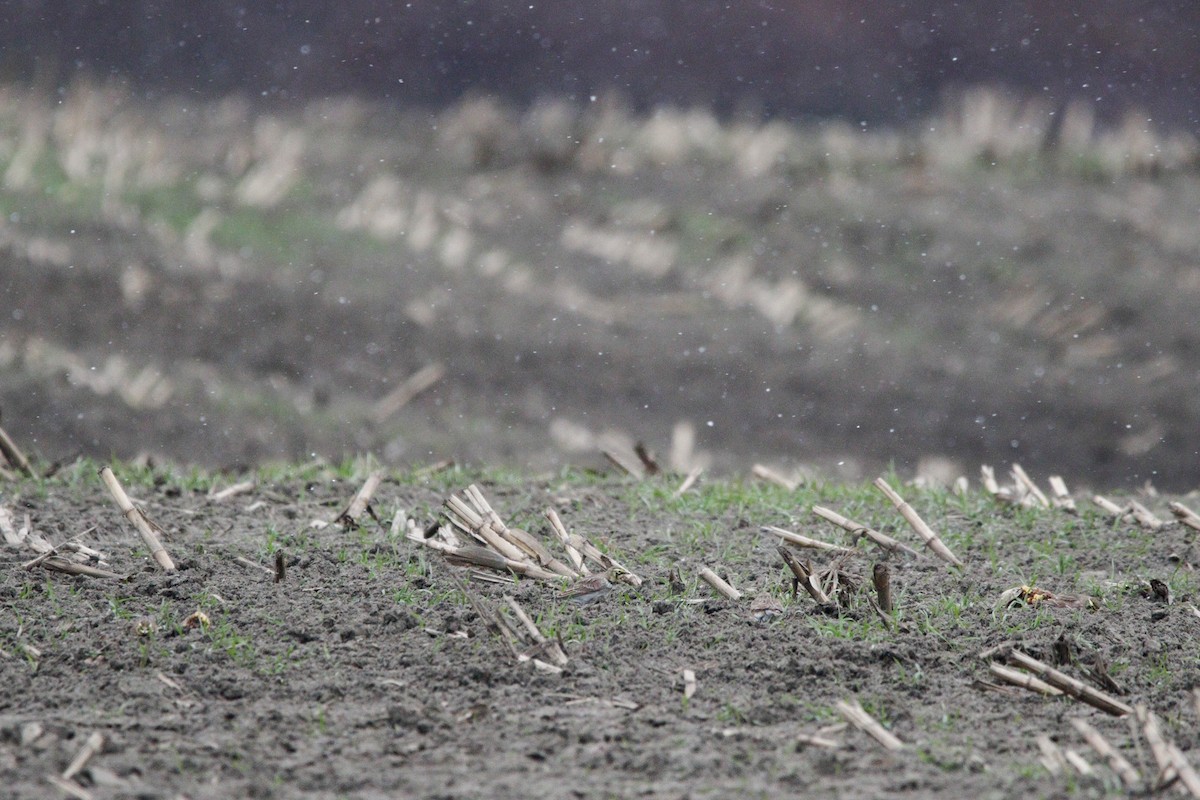 Horned Lark - ML646114374