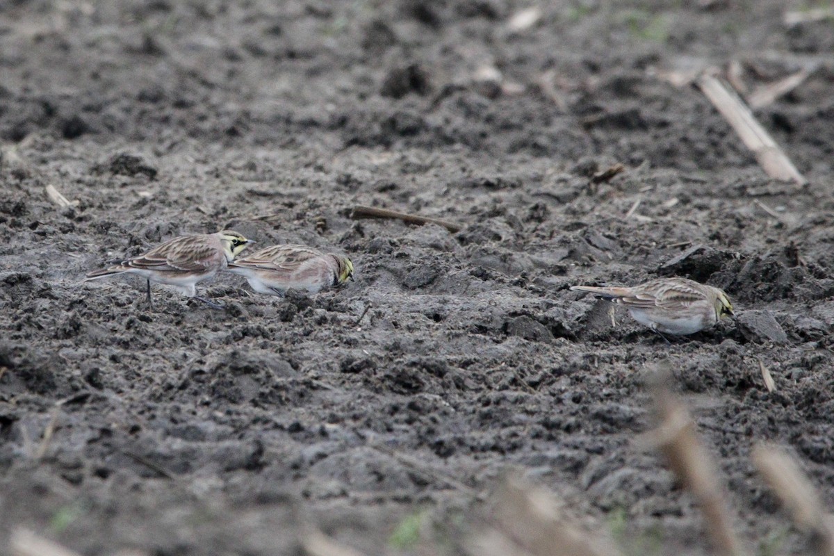 Horned Lark - ML646114375