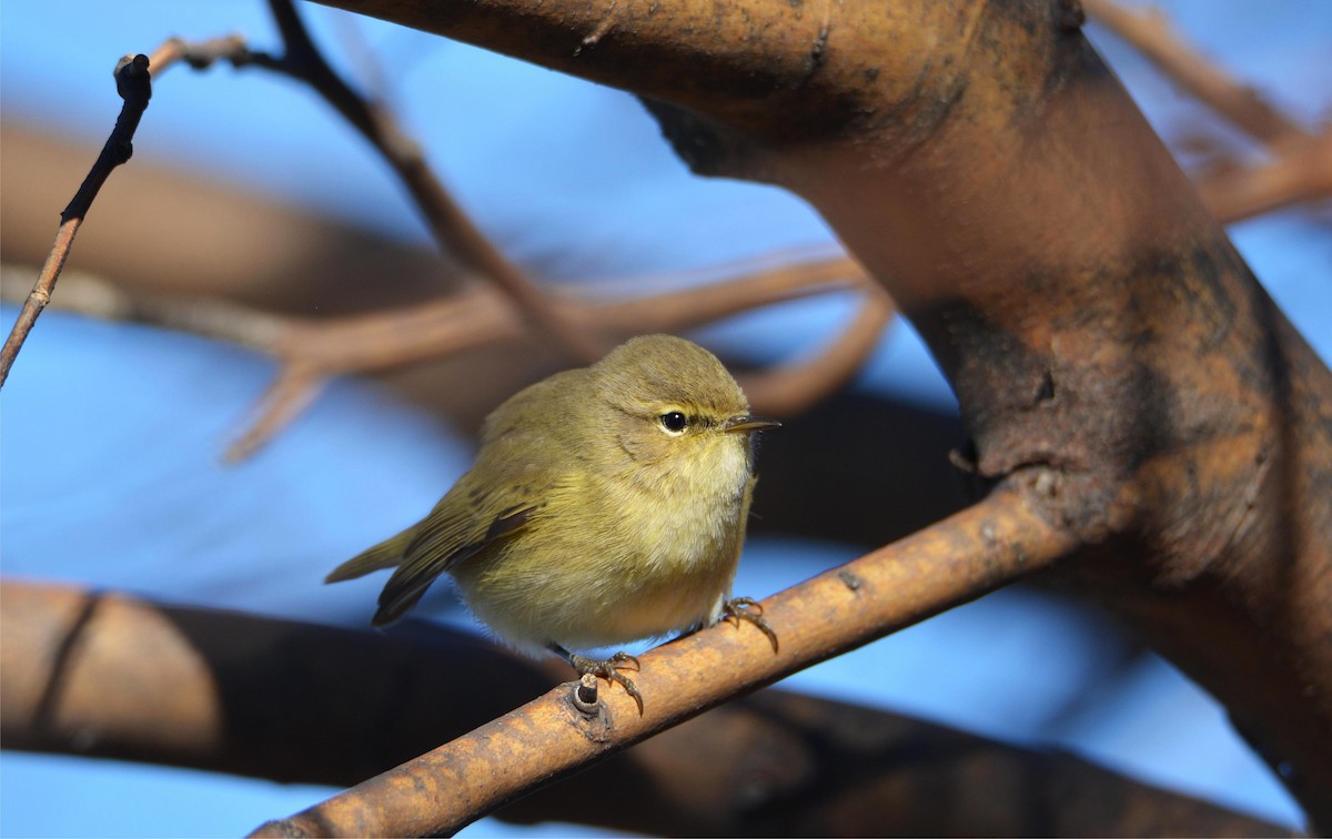 Common Chiffchaff (Common) - ML646114395