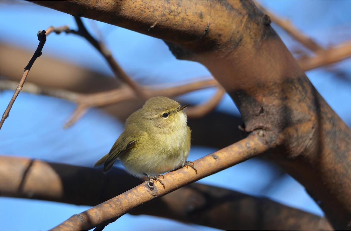 Common Chiffchaff (Common) - ML646114396