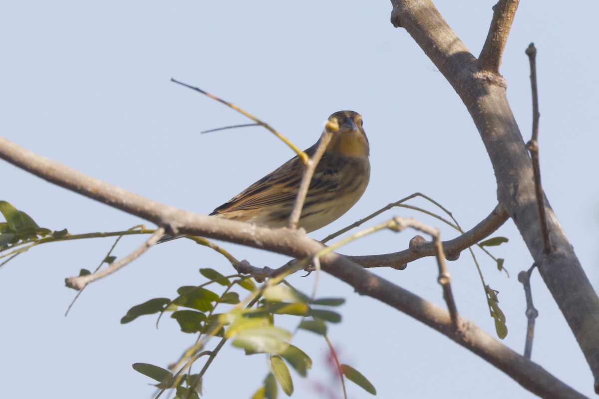 strnad obojkový - ML646114400