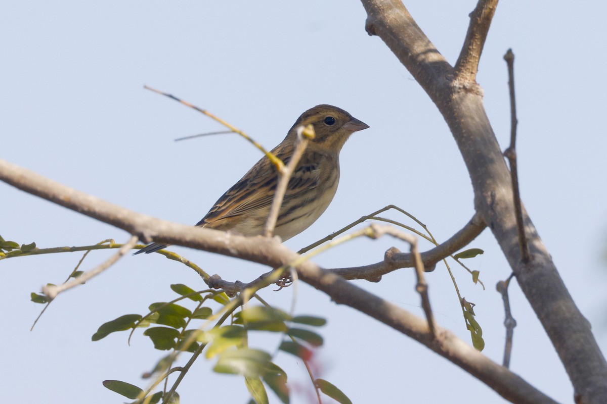 strnad obojkový - ML646114402