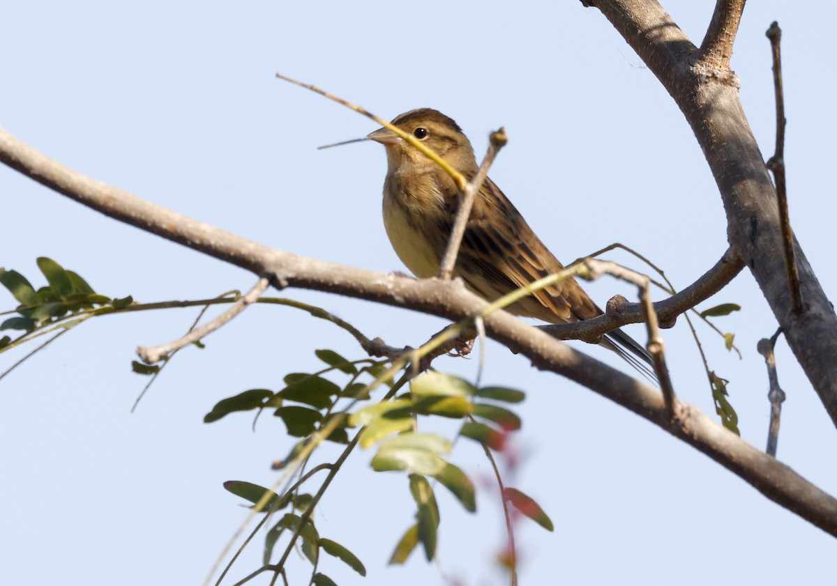 strnad obojkový - ML646114403