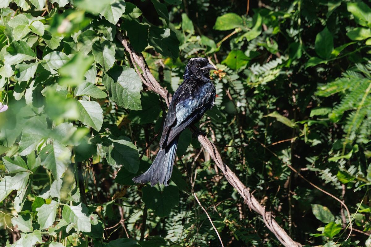 Hair-crested Drongo (Hair-crested) - ML646114407