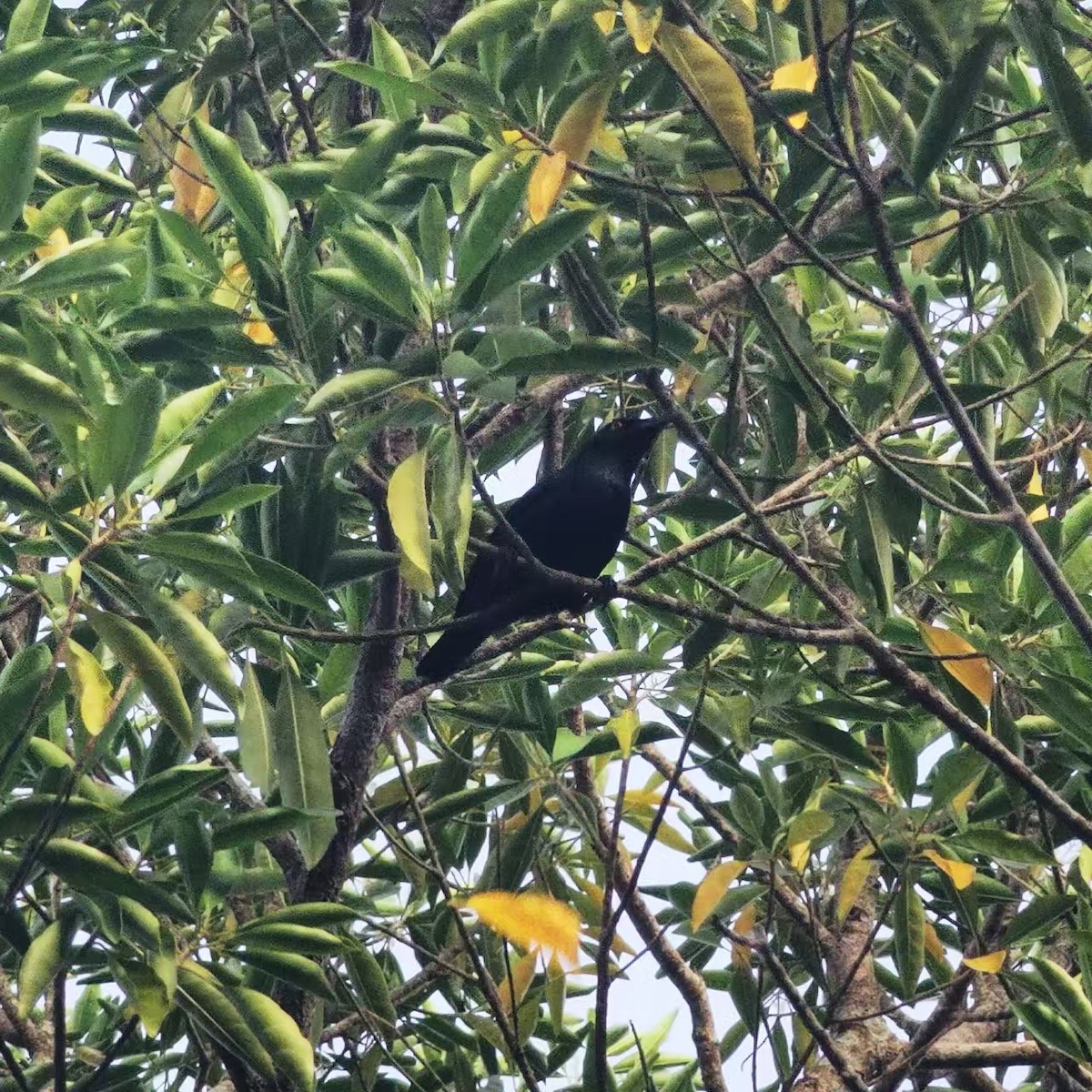 Asian Glossy Starling - ML646114409