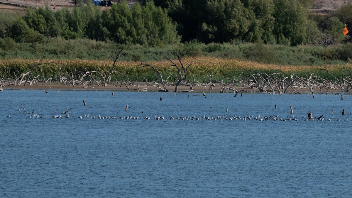 American Avocet - ML646114414