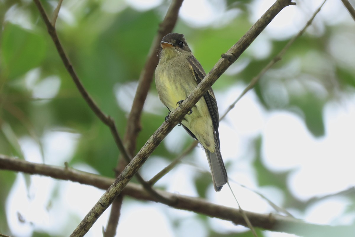 Northern Tropical Pewee - ML646114416