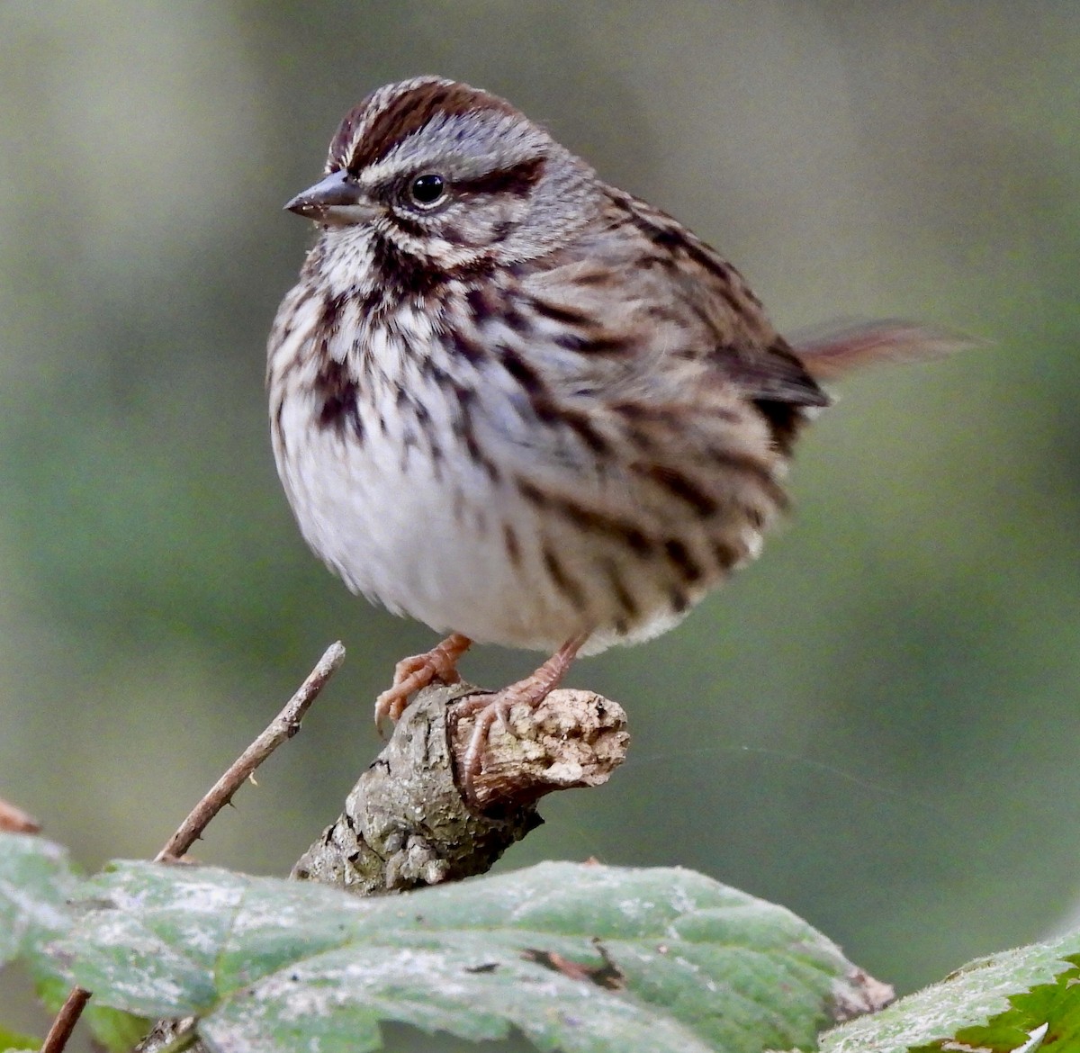 Song Sparrow - ML646114417