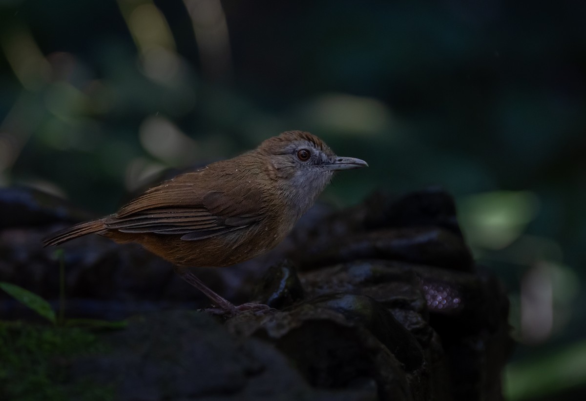 Rotschwanz-Mausdrossling - ML646114419